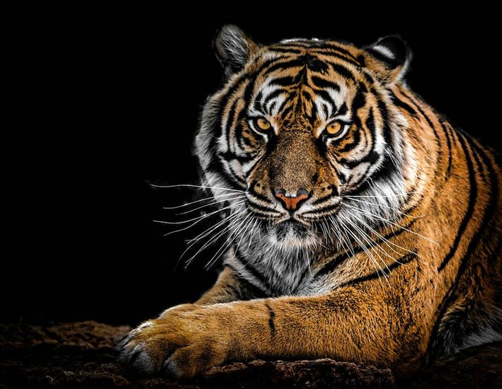 Name of saddest animal on earth