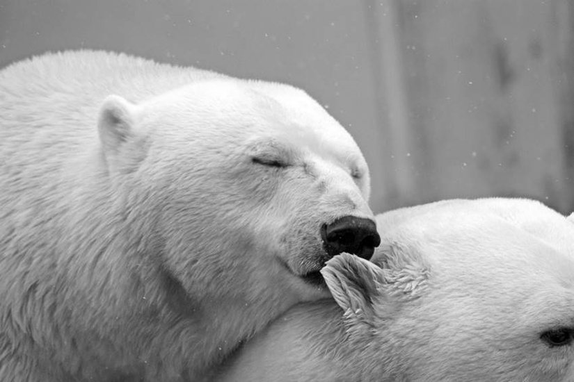 Name of saddest animal