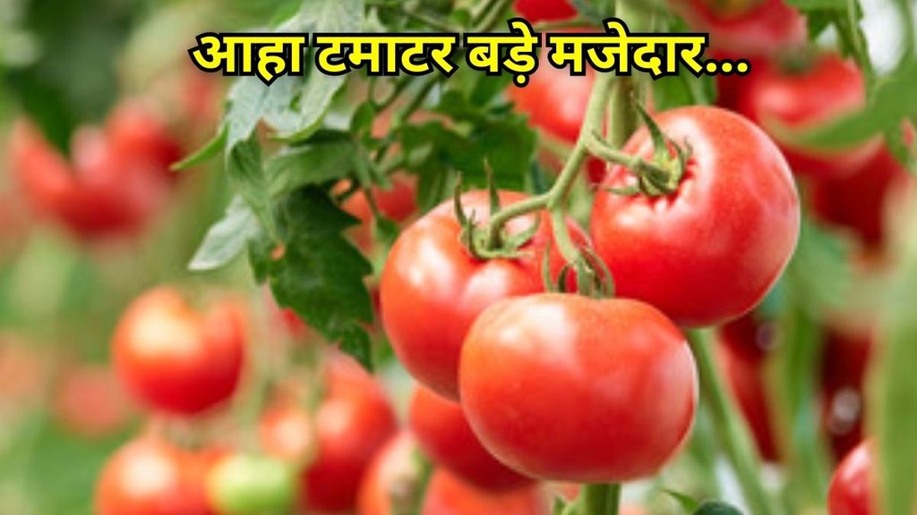 tamatar ke fayde: टमाटर के स्वास्थ्य लाभ