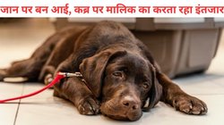 मालिक की मौत के बाद कब्र पर दो सालों तक इंतजार करता रहा कुत्ता, पैर टूटा; बीमार पड़ा मगर… हालत देख इमोशनल हुए लोग