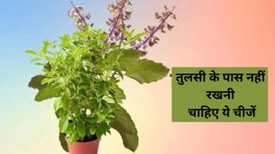Tulsi Vastu Tips, Vastu Tips For Tulsi, Vastu Tips, Vastu Shastra, Tulsi ke liye vastu, vastu shastra for tulsi, religion