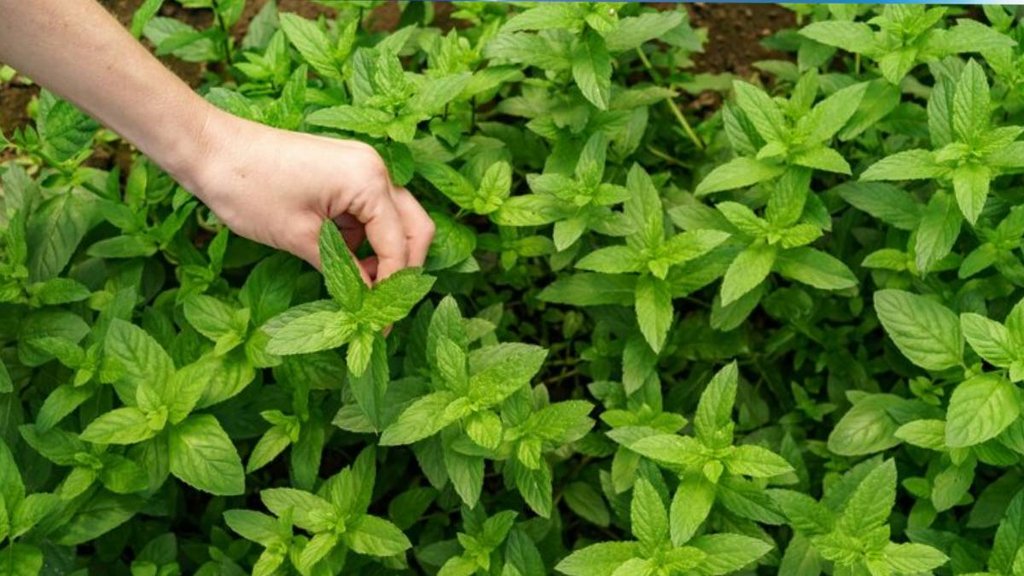 Vastu tips, tulsi ke upay, Vastu tips for tulsi, Vastu tips for basil tulsi sukhne ka karan, kyo sukh jati hai tulsi, S remedies for Tulsi, तुलसी का पौधा,