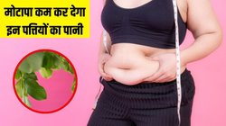 Morning Mantra: लगातार बढ़ रहा है मोटापा तो पूरी सर्दी बस पी लें इन पत्तियों का पानी, गर्मियों से पहले मिल जाएगी फिट बॉडी