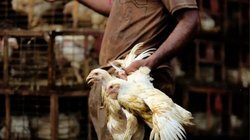 शख्स निगल गया जिंदा मुर्गी का चूजा, फिर जो हुआ वह मंजर देख डॉक्टर भी रह गए दंग, आपको भी नहीं होगा यकीन