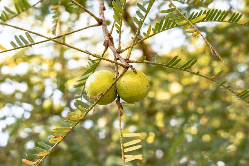 Amla Juice