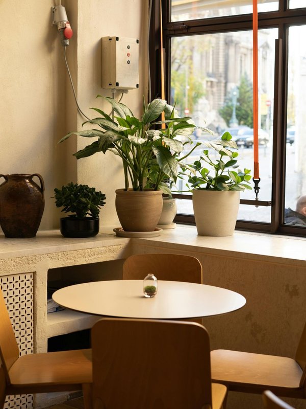 Attract Wealth and Happiness with These Feng Shui Plants