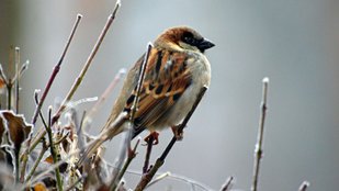 Bird disease prevention tips