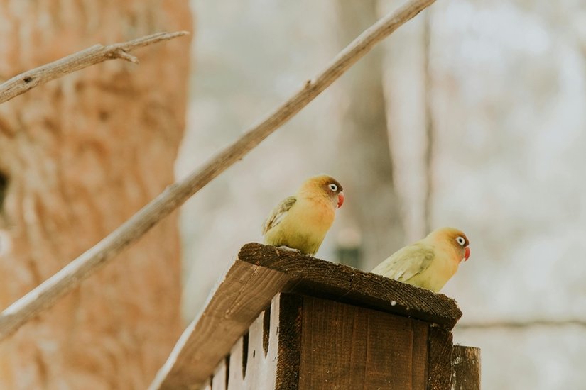 Bird infections