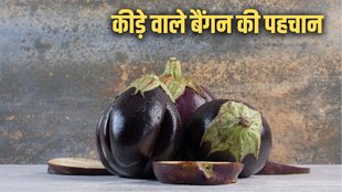 Brinjal । Choose Perfect Brinjal । How to Choose Perfect Brinjal