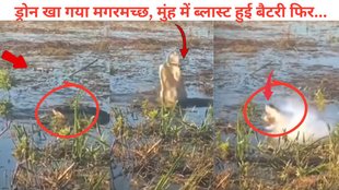 Crocodile, Crocodile swallowed drone, viral video