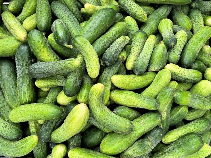 Cucumber