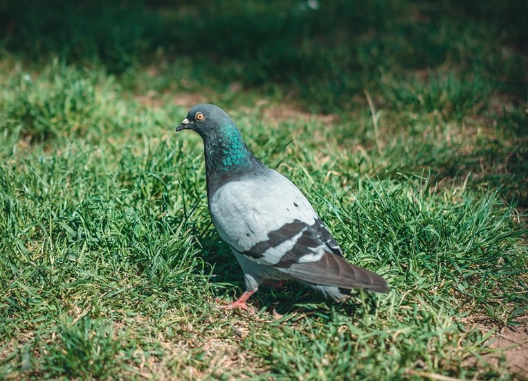 Diseases from birds
