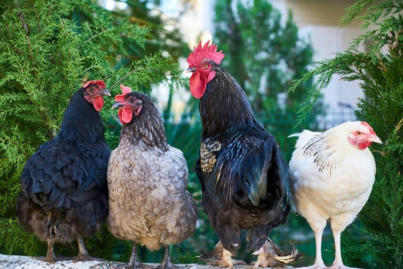 Domestic birds