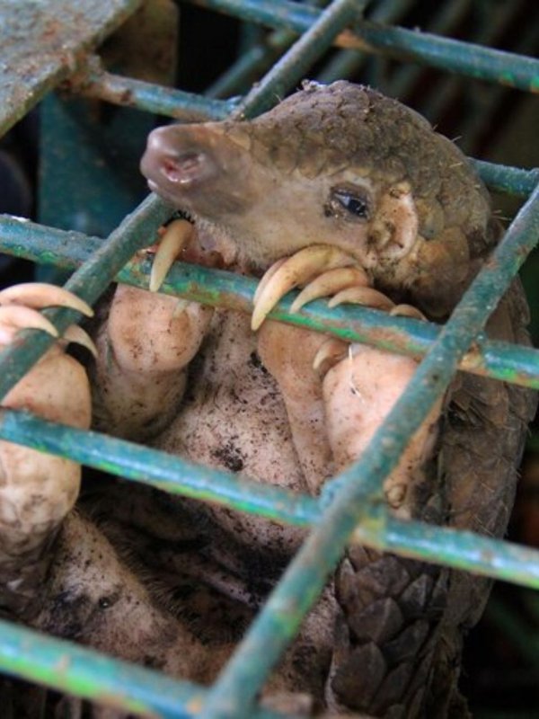 Exotic pets prohibited India