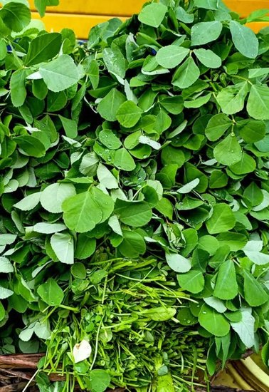 Fenugreek Leaves