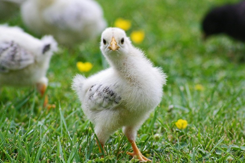 Fungal infections from birds