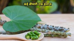 गिलोय में छिपा है सेहत का खजाना, 5 बीमारियों का सिर्फ एक इलाज, बस इस तरह कर लें सेवन 