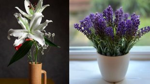 indoor plants that bring money and good luck