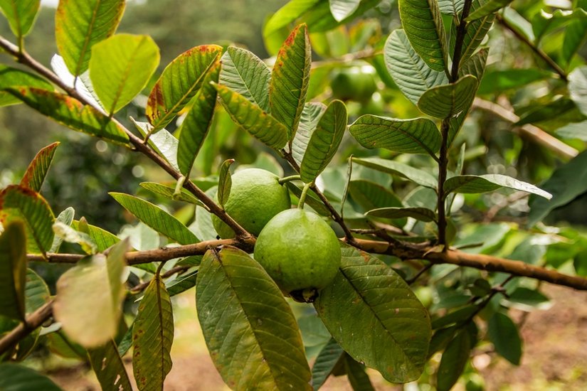 Guava leaves for digestion