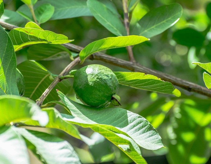 Guava leaves