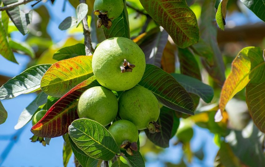 Guava