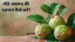 अमरूद मीठा है या नहीं, इस तरीके से तुरंत चल जाएगा पता; ताजे और पके हुए Guava खरीदने के जान लें अमेजिंग ट्रिक्स