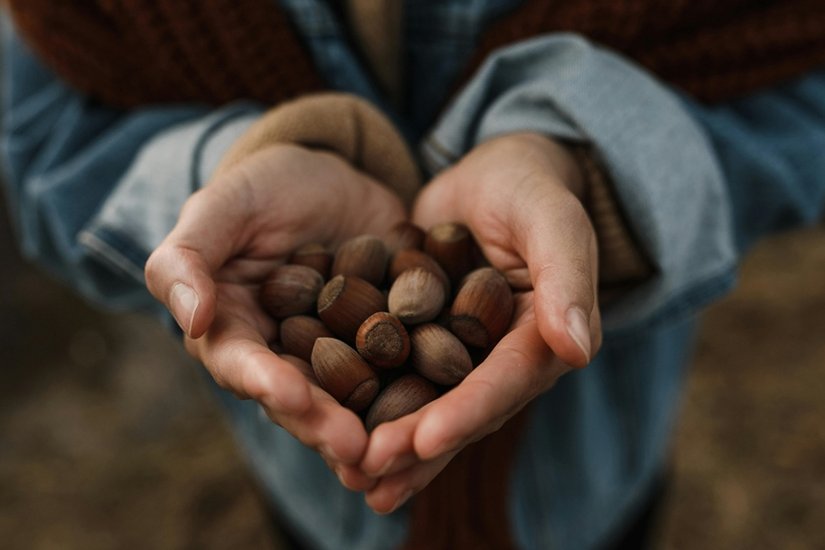 Hazelnuts 2