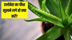 एलोवेरा का पेड़ सूख रहा है तो क्या करें? इन Gardening Tips से कुछ ही दिनों में हो जाएगा हरा-भरा