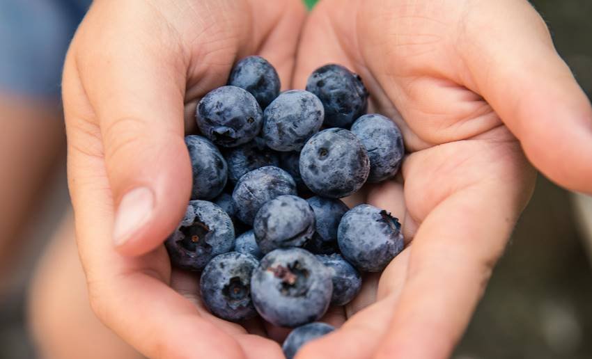 Foods for Memory Power