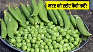 How to store green peas । How to store green peas In Winter । Lifestyle news