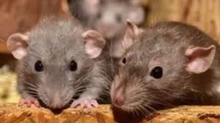 Sawai Man Singh child death rat bite, Rat bite death Jaipur hospital, Jaipur cancer hospital rat bite incident,