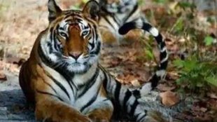 Jim Corbett Tiger Reserve news, Jim Corbett spying controversy, Cameras spying in Jim Corbett Reserve,