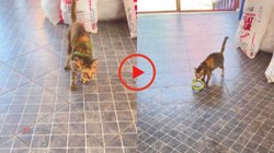 अपने रास्ते जा रहा था सांप, अचानक आई बिल्ली और मुंह में दबा लिया उसका सिर, Viral Video देख डर जाएंगे आप