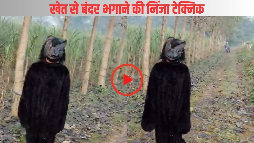 Lakhimpur farmers, save crops from monkeys, farmers became bears