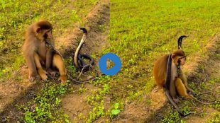 monkey| Monkey snake Video| Snake Video
