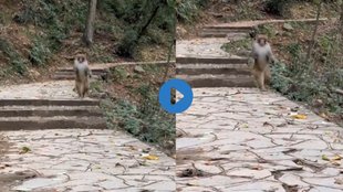 monkey video| Monkey Viral video| Viral Video