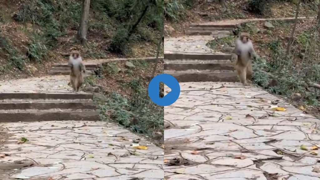 monkey video| Monkey Viral video| Viral Video