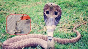Snake| Snake Catcher| Snake Viral Video