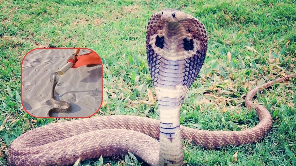 Snake| Snake Catcher| Snake Viral Video