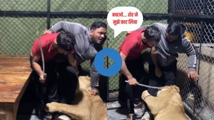 Lion| Lion Attack Video| Lion Viral Video