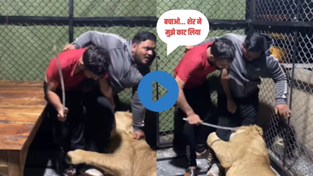 Lion| Lion Attack Video| Lion Viral Video