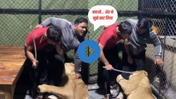 गुस्साए शेर ने बोला हमला, मालिक के डंडे बरसाने पर भी नहीं हुआ शांत, दांत से…, कमजोर दिल वाले ना देखें Viral Video