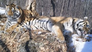 amur tigers, Boris, Svetlaya, tiger, russia