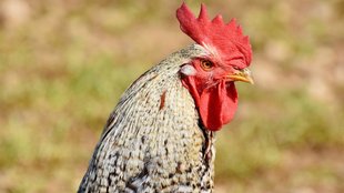fight for chicken, Ghazipur news, crime news