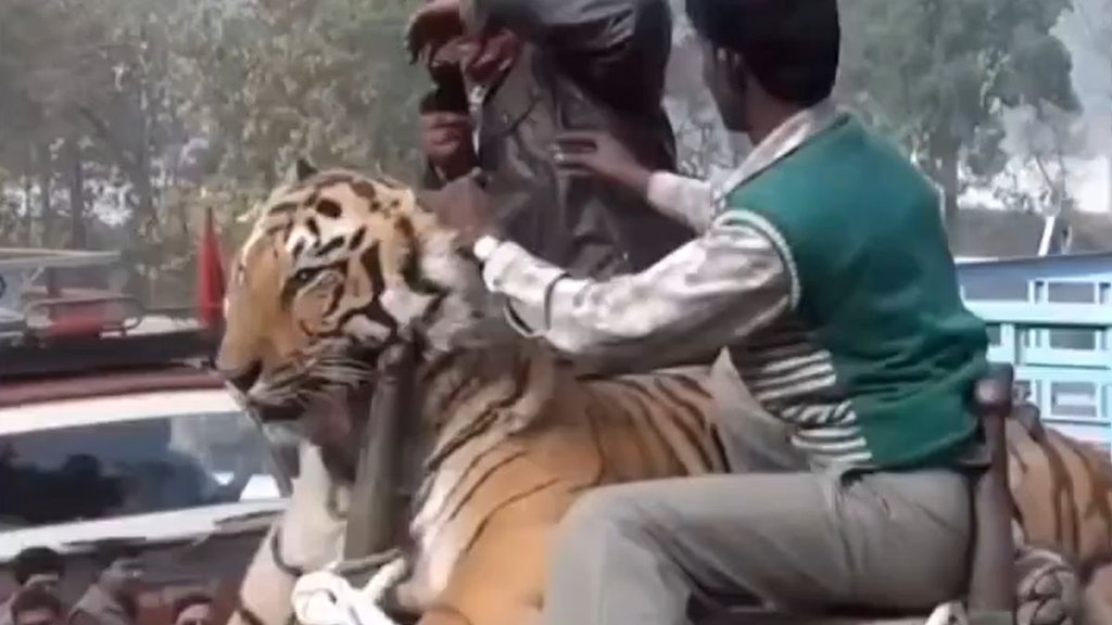 Bihar Tiger Viral Video, Bihar viral video, bihar Tiger