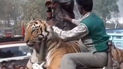 Fact Check: बिहार में बाघ को हाथी पर बांधकर घुमाया? Viral Video की आखिर क्या है सच्चाई?