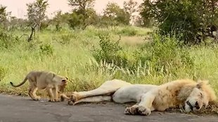 lion cub video| Lion Cub Playing| Lion video