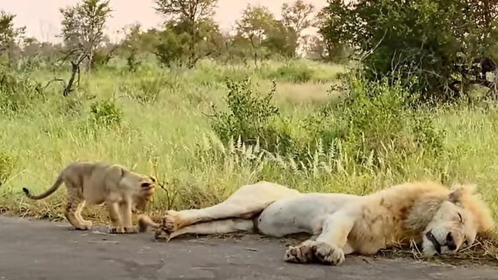 lion cub video| Lion Cub Playing| Lion video