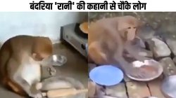 VIDEO: ये बंदरिया तो गज़ब है! संभालती है घर, मालकीन का रसोई में बंटाती है हाथ, बर्तन भी धोती है