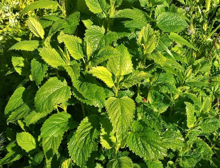 Lemon Balm
